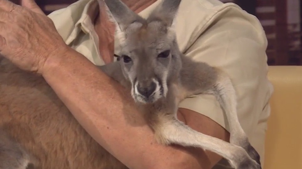 Baby red kangaroo at Capital of Texas Zoo